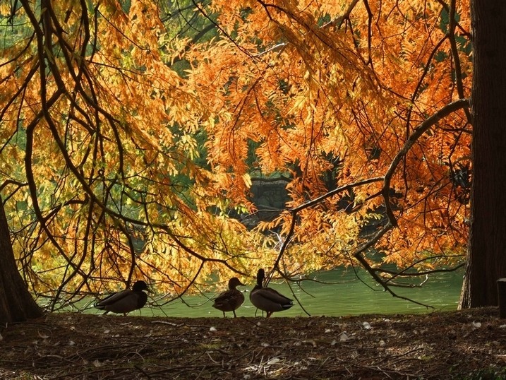 autunno2.jpg