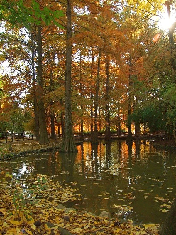 autunno3.jpg