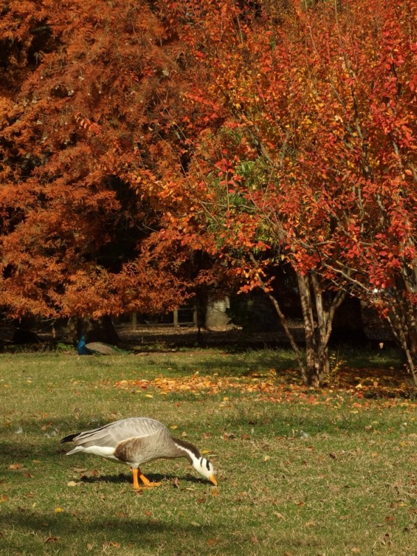 autunno6.jpg