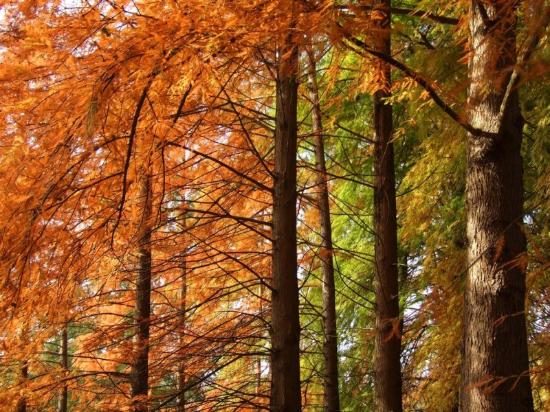 autunno8.jpg