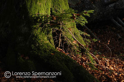 autunno_07.jpg