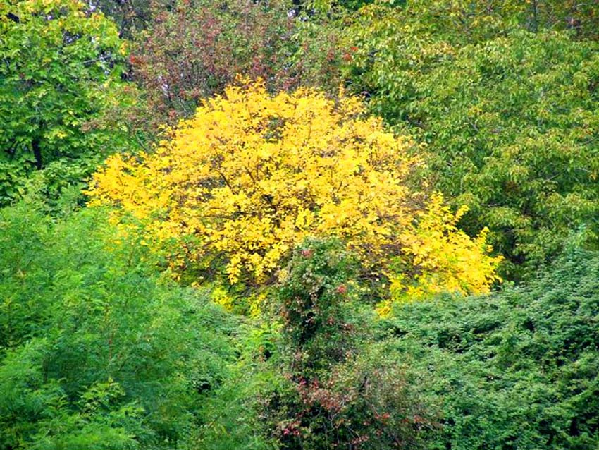 autunno.jpg