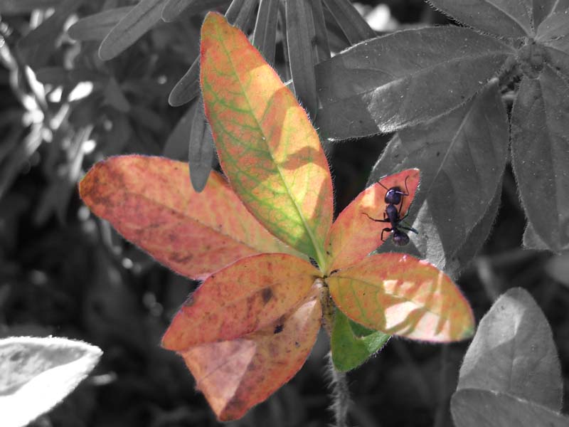 autunno.jpg