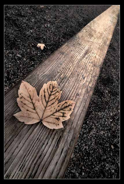 autunno_topo copy.jpg