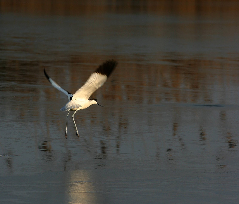 avocetta-80k.jpg