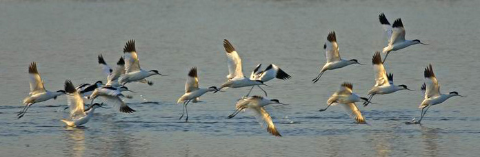 avocette-roby.jpg