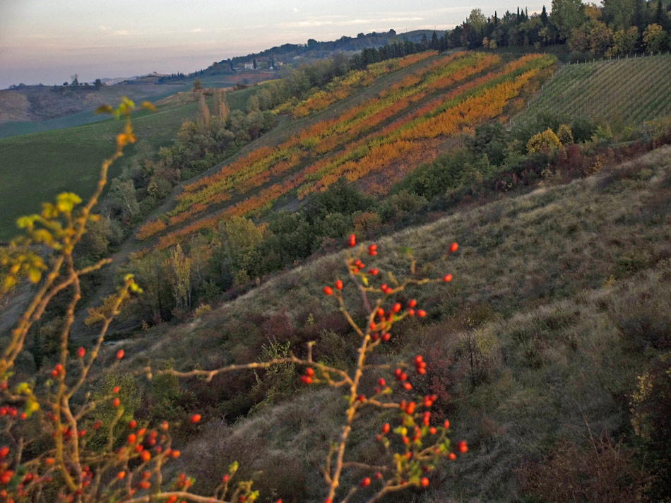 Bacche-d'autunno_1.jpg