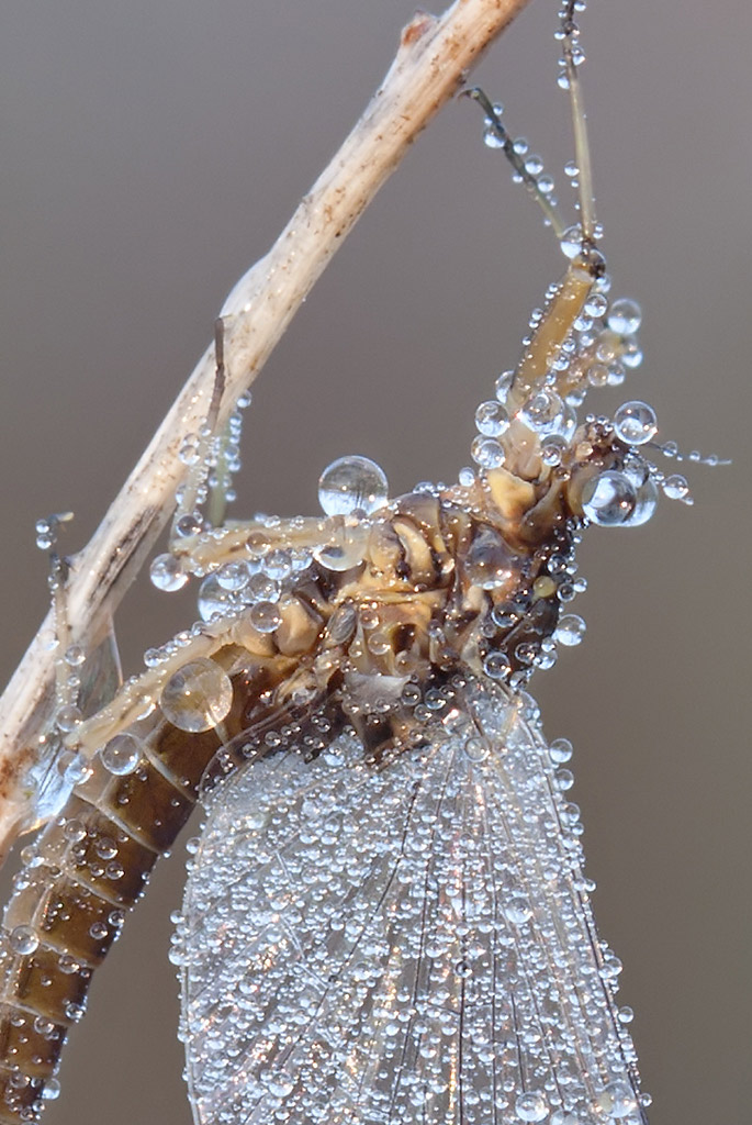 baetis-crop.jpg