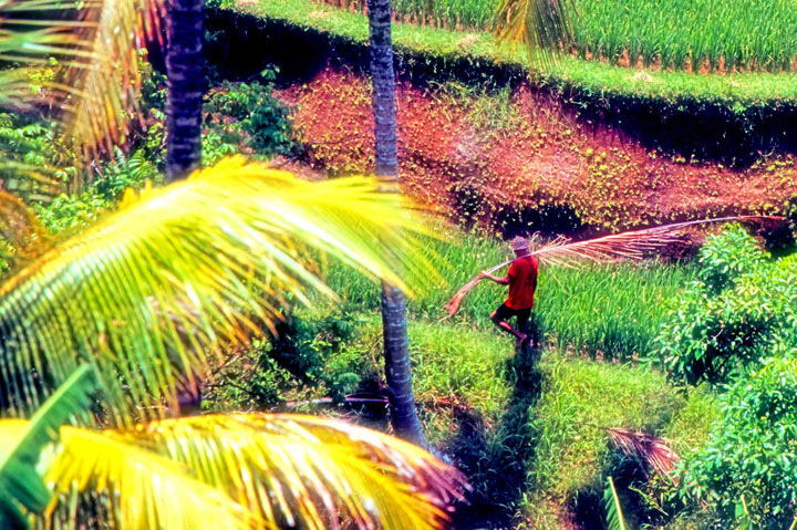Bali_06_2p.jpg