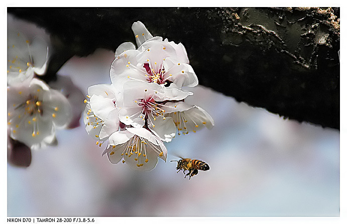 BEE.jpg