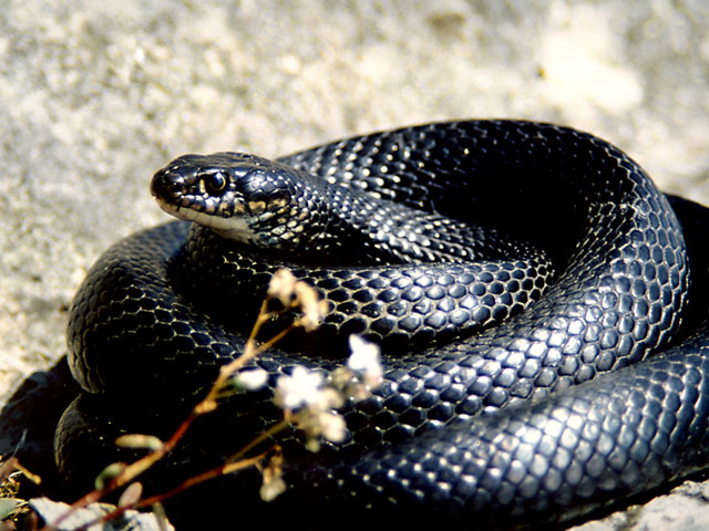 Biacco-(Carbonaz).jpg