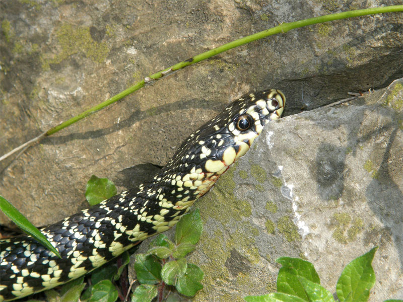 biacco1.jpg