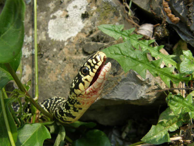 biacco2.jpg
