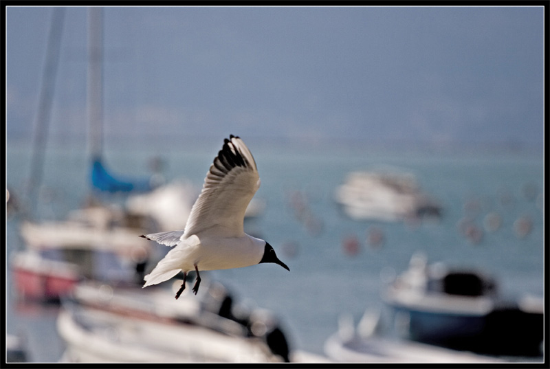 Bianco-E-Nero.jpg