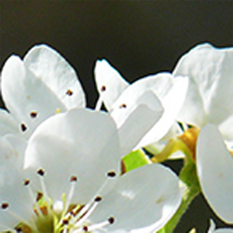 bianco.jpg