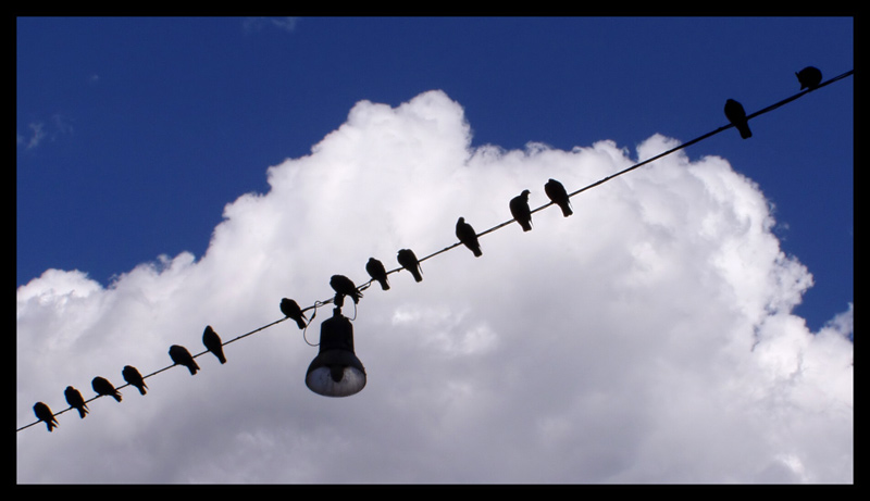 binary-birds.jpg