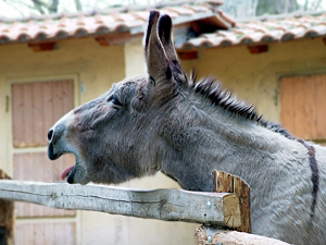 bioparco#2.jpg