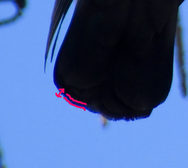bird-crop.jpg
