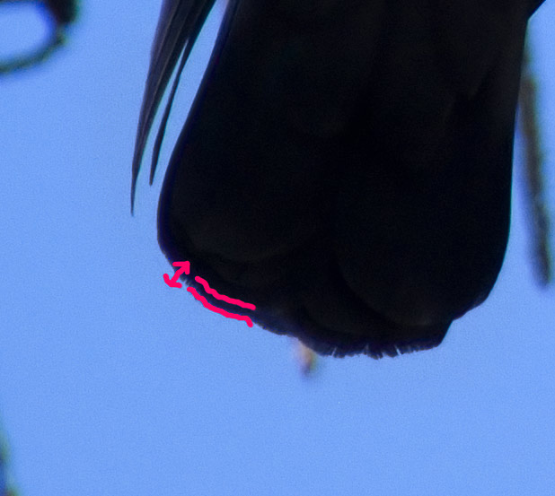 bird-crop_169.jpg