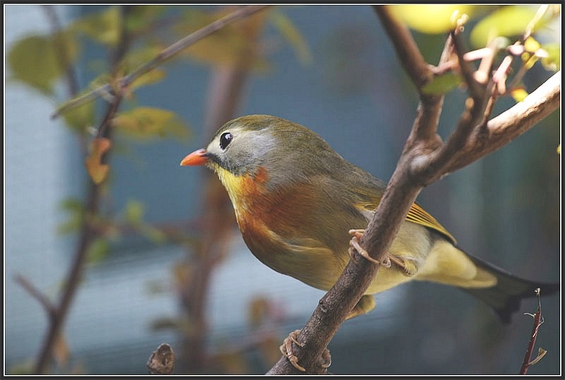 bird1-mike1964.jpg