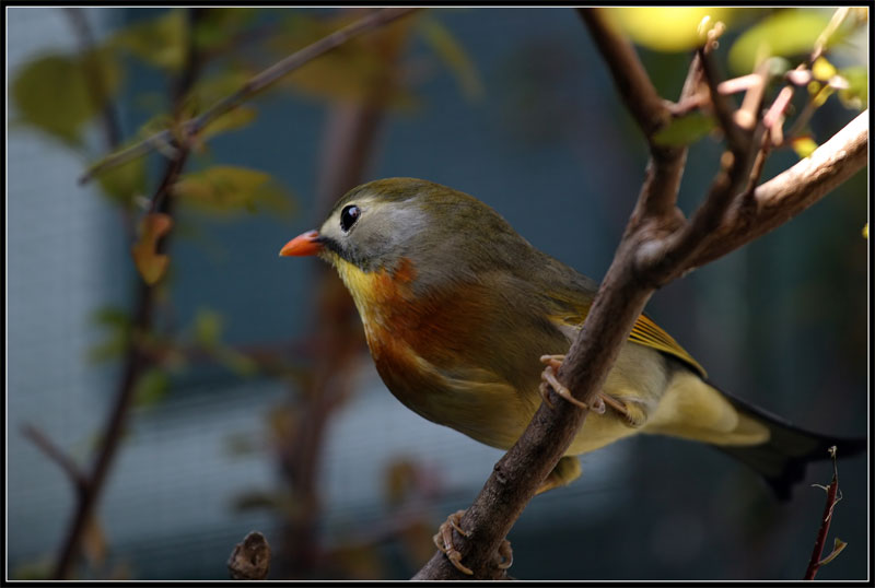 bird1.jpg