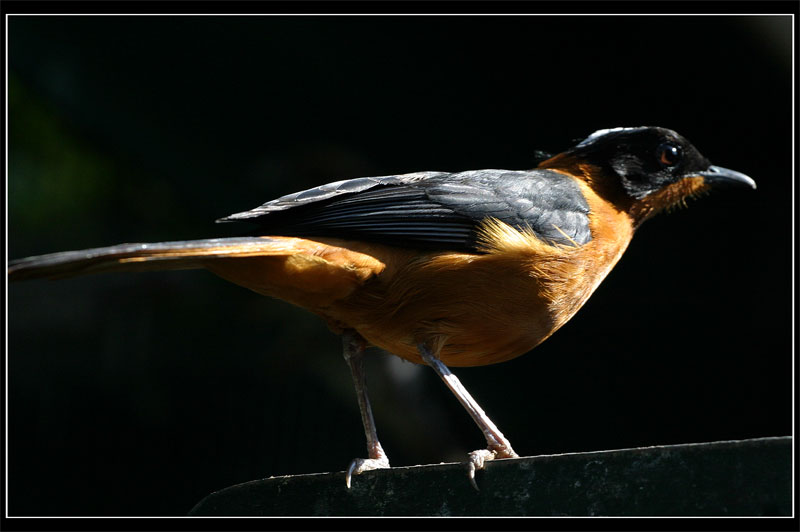 bird2.jpg