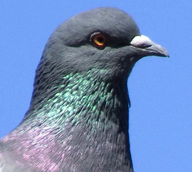 bird_crop_001.jpg