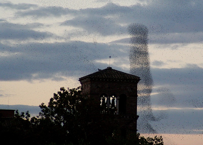 birds.JPG