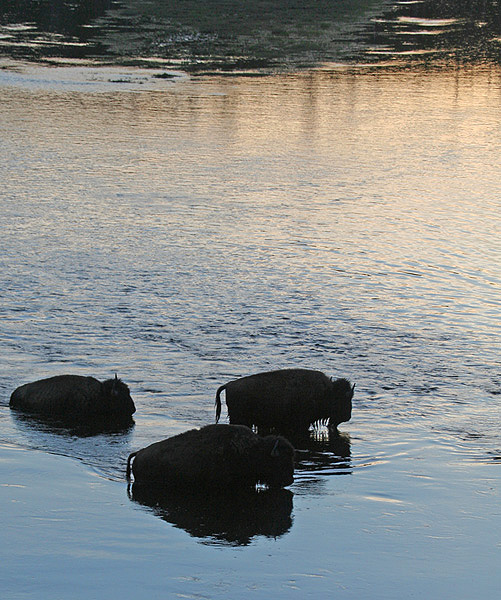 Bisonti al guado.jpg