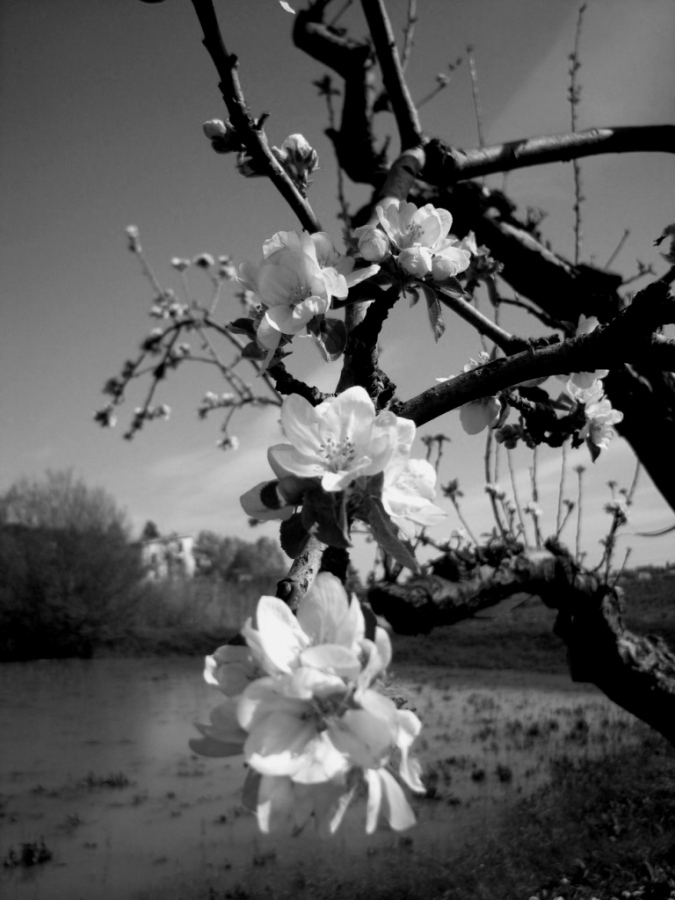 black and white.jpg