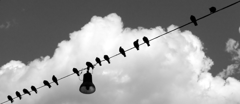 blackbirds.jpg