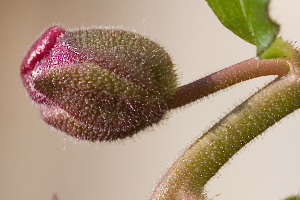 boccioli-di-dicembre_crop.jpg