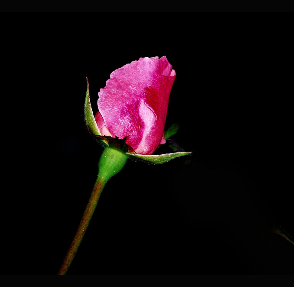 Bocciolo-di-rosa-2.jpg