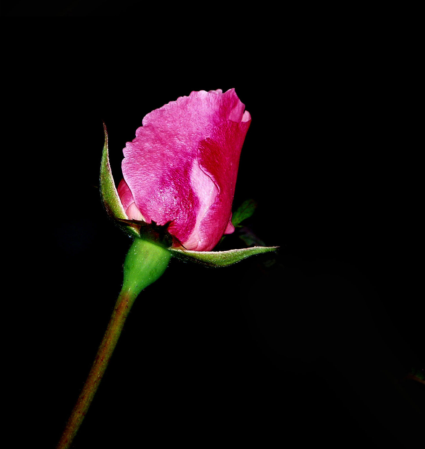 Bocciolo-di-rosa-3.jpg