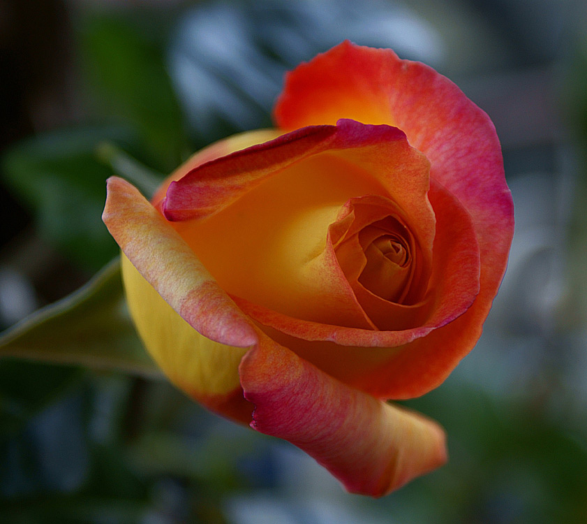 Bocciolo-di-rosa-81.jpg