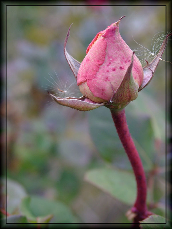 bocciolo_rosa.jpg