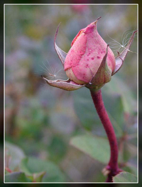bocciolo_rosa2.jpg
