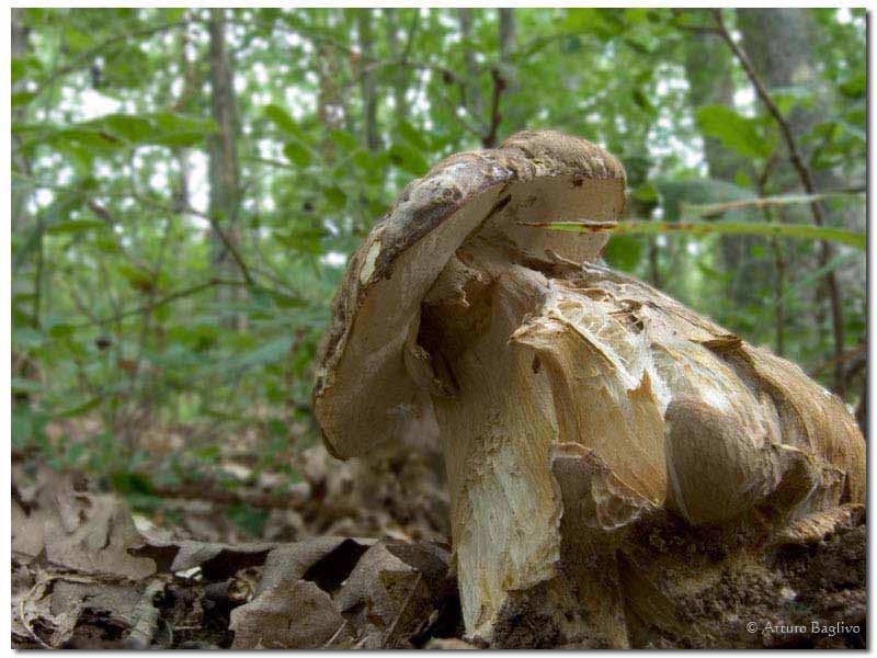 Boletus_aereus_02.jpg