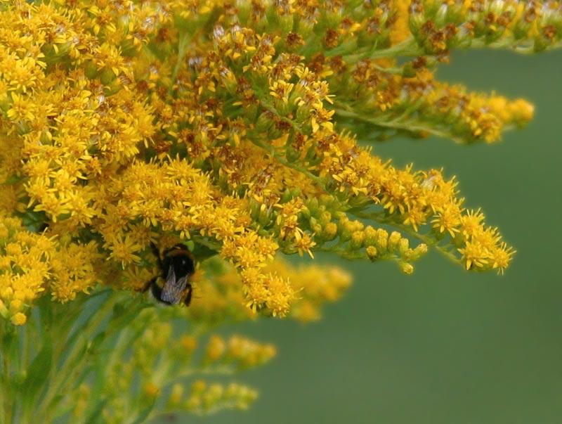 bomboe-fiore-giall.jpg