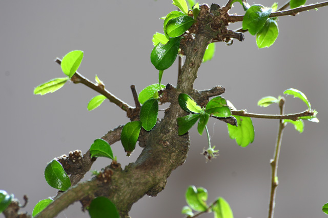 bonsai.jpg