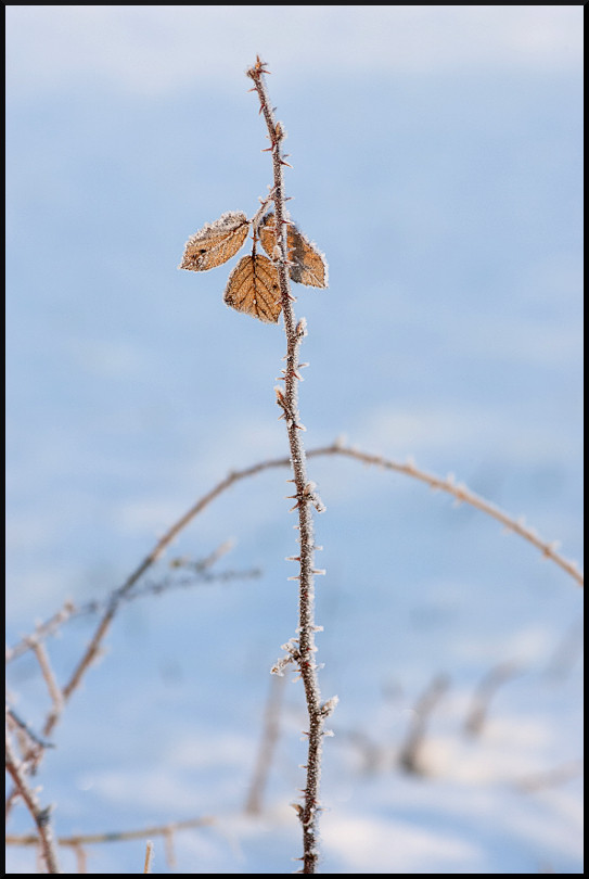 Boschi-Feb-10_3-s.jpg