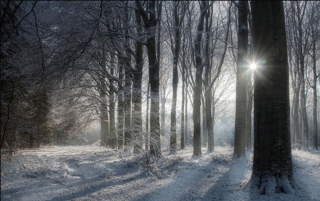 Bosco-innevatoweb.jpg