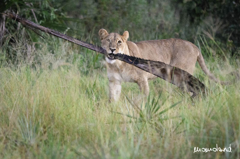 botswana-7807-Modifica.jpg