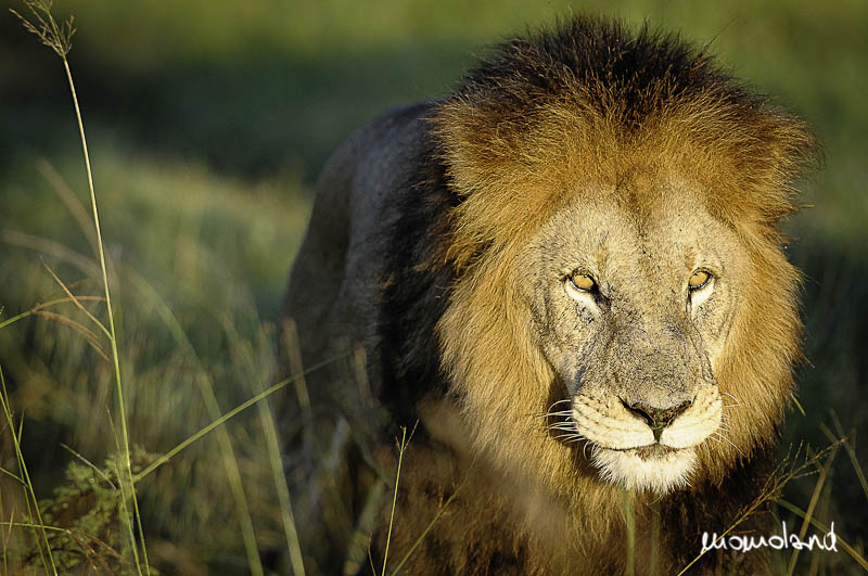 botswana-7890-Modifica.jpg