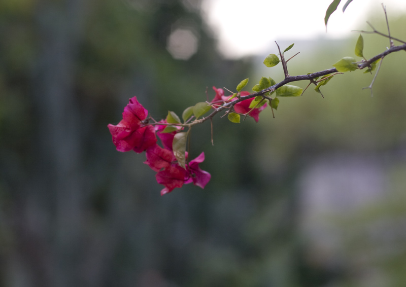 Bouganvillea.jpg