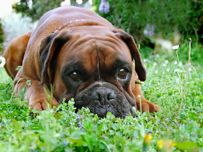 boxer.jpg