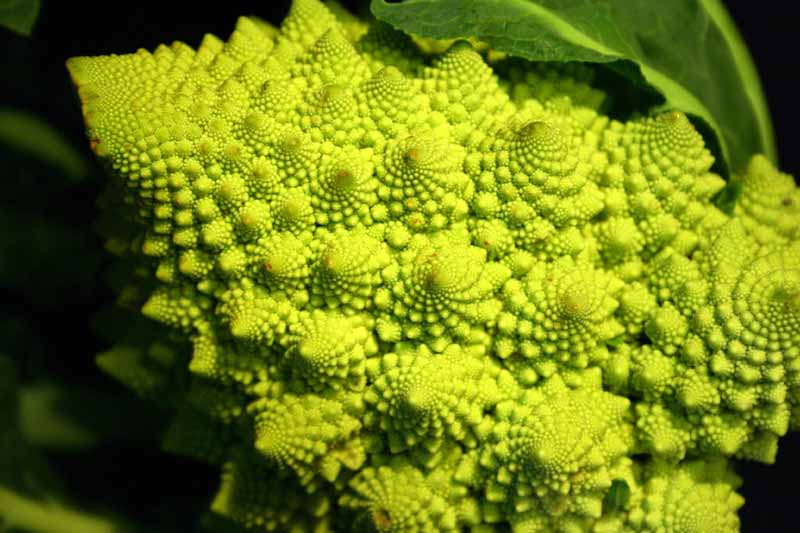 broccolo_4b.jpg