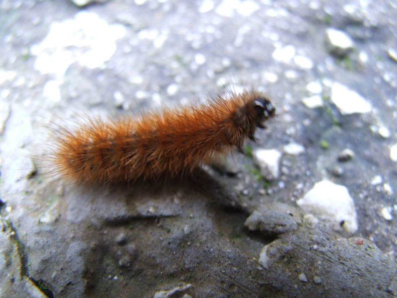 Bruco Solitario.jpg
