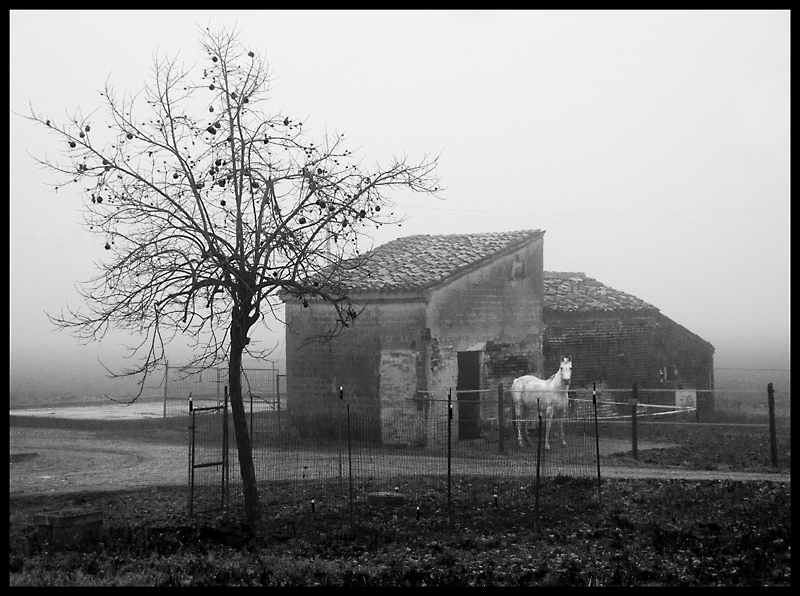 bucolico-con-nebbia-bw.+-schiarita.jpg
