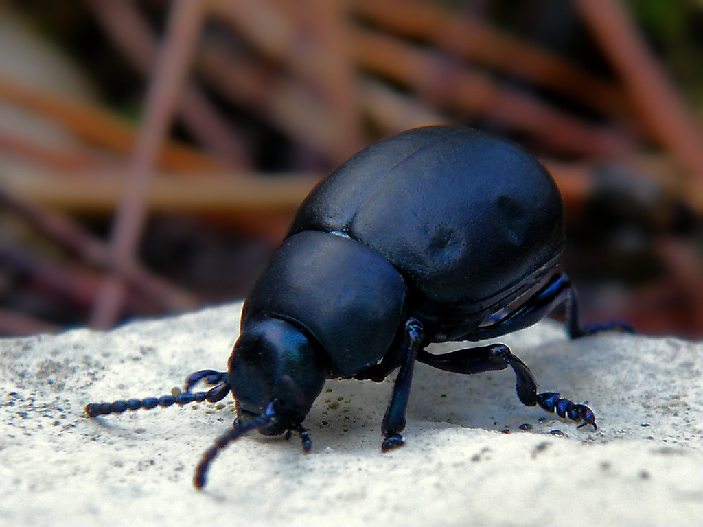 Bug 2.jpg